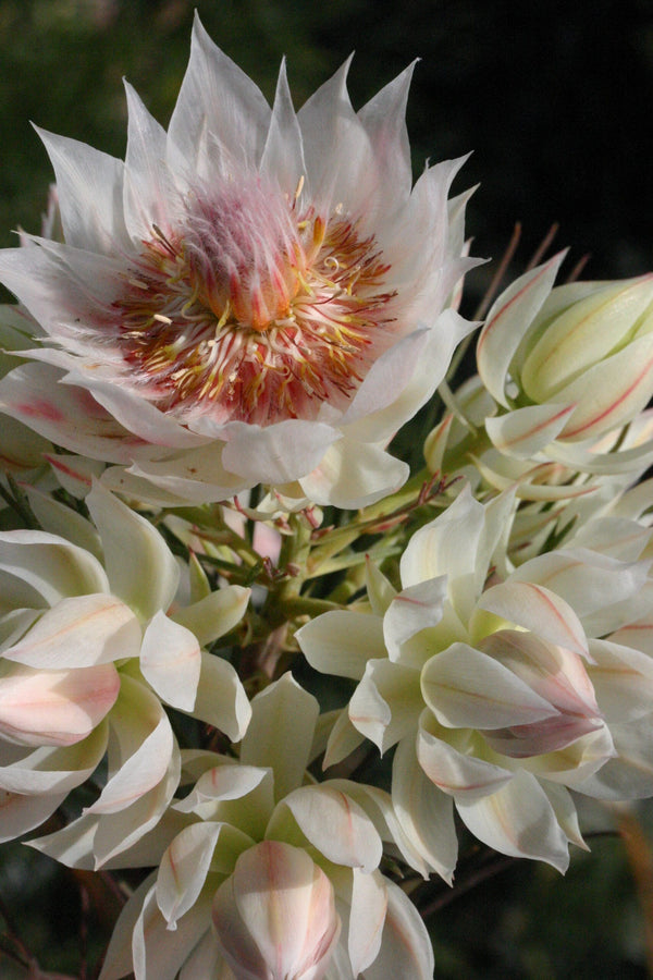 SERRURIA FLORIDA 'BLUSHING BRIDE'