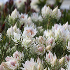 SERRURIA FLORIDA 'BLUSHING BRIDE'