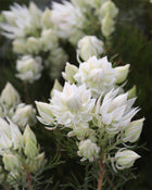 SERRURIA FLORIDA 'BLUSHING BRIDE'
