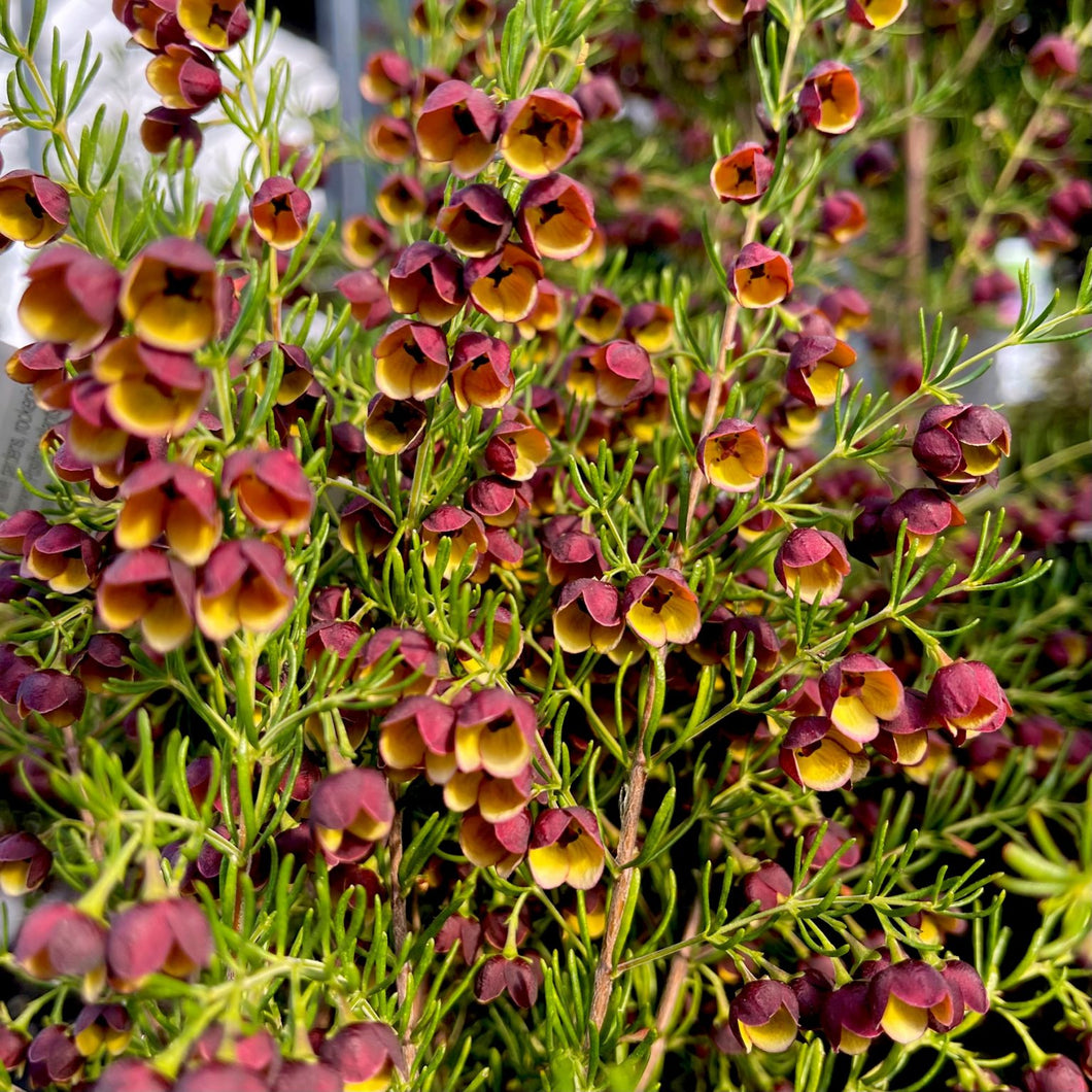 BORONIA HEAVEN SCENT