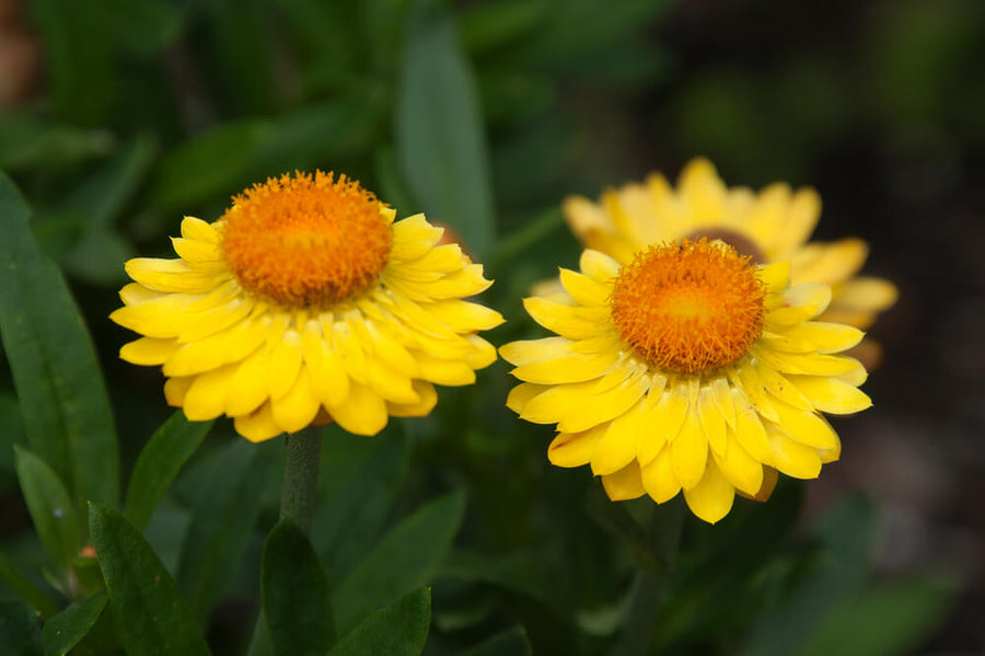 BRACTEANTHA BRACTEATA MOHAVE 'PAPER DAISY'