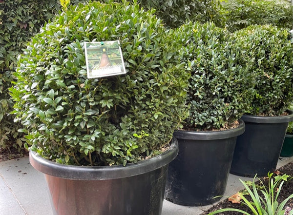 BUXUS SEMPERVIRENS ENGLISH BUXUS TOPIARY BALL Sydney's Plant Market