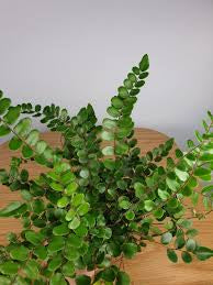PELLAEA ROTUNDIFOLIA BUTTON FERN Sydney's Plant Market