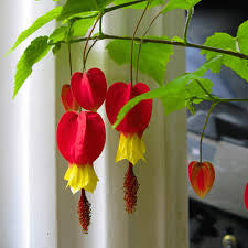 ABUTILON 140MM Sydney's Plant Market