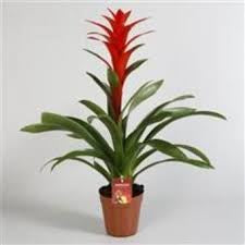 BRIMSTONE GUZMANIA 17.5CM