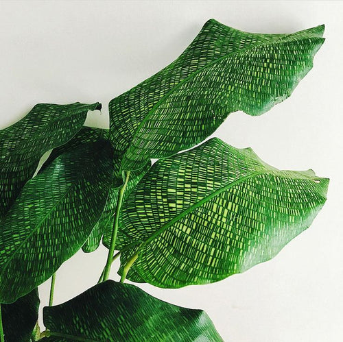 CALATHEA MUSAICA 'NETWORK' Sydney's Plant Market