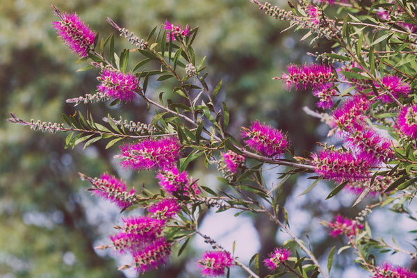 CALLISTEMON - PURPLE CLOUD