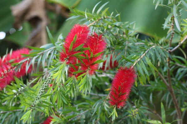 CALLISTEMON CAPTAIN COOK Sydney's Plant Market