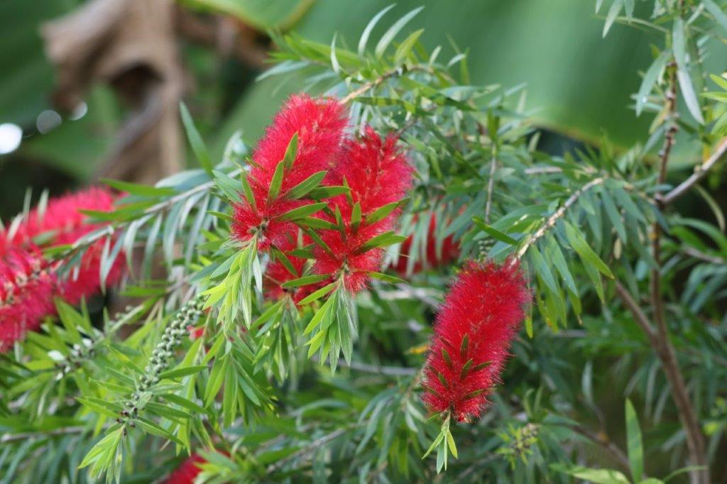 CALLISTEMON CAPTAIN COOK