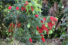 Load image into Gallery viewer, CALLISTEMON CAPTAIN COOK
