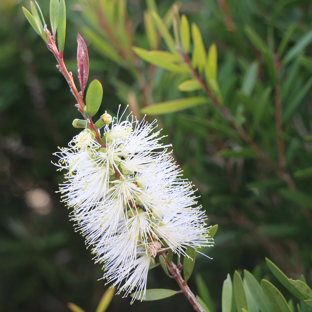 CALLISTEMON SNOW BURST