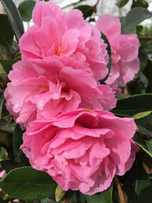 CAMELLIA 'MARGE MILLER' STANDARD Sydney's Plant Market