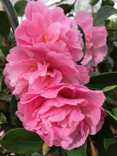 CAMELLIA 'MARGE MILLER' STANDARD Sydney's Plant Market