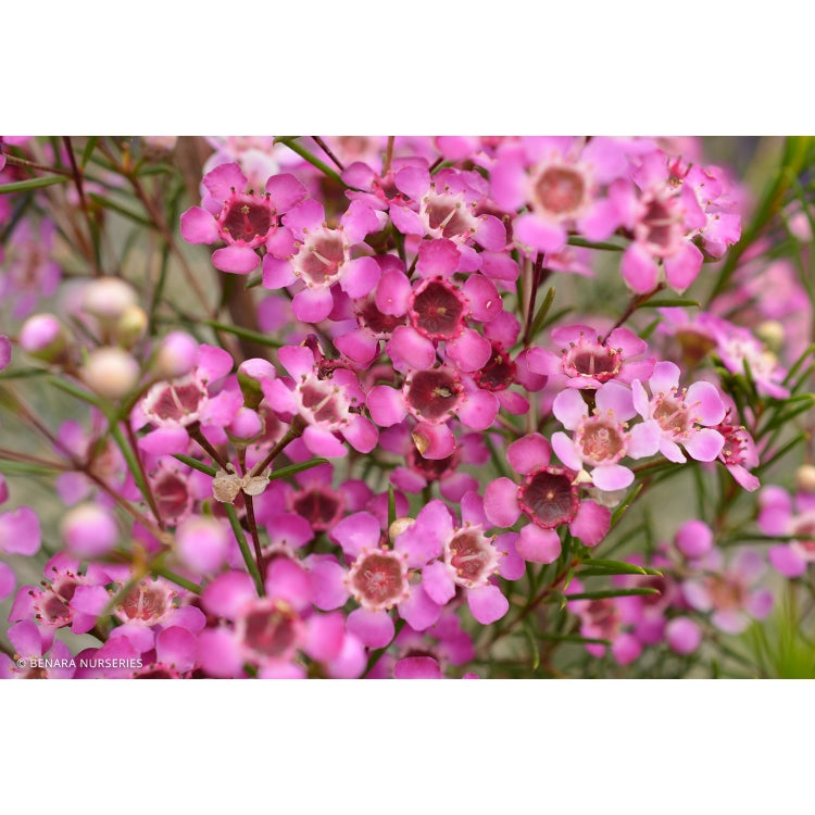 CHAMELAUCIUM PURPLE PRIDE - WAXFLOWER