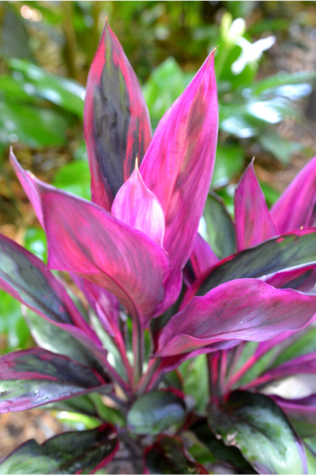 CORDYLINE FRUTICOSA 'PURPLE PRINCE'