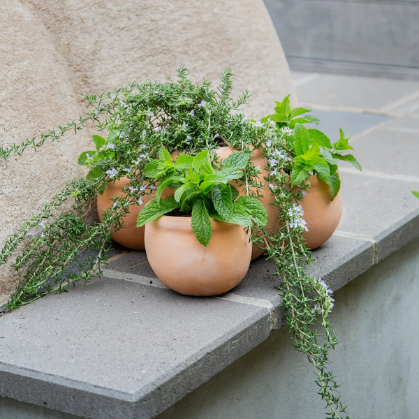 SQUAT TERRACOTTA HERB POT