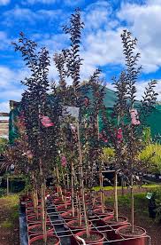 CREPE MYRTLE MIDNIGHT MAGIC 45L Sydney's Plant Market