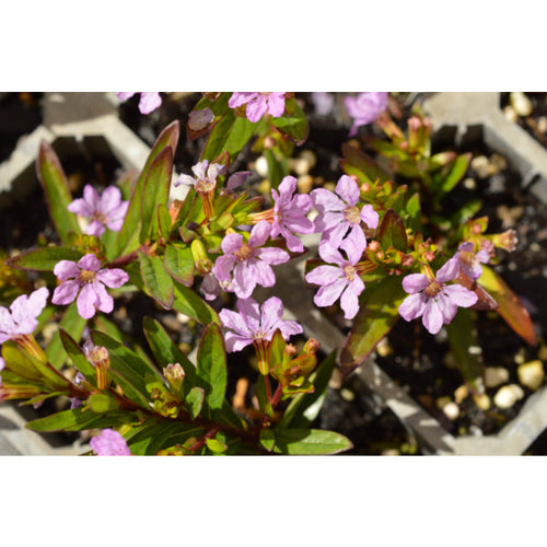 CUPHEA ROBS MAUVE Sydney's Plant Market