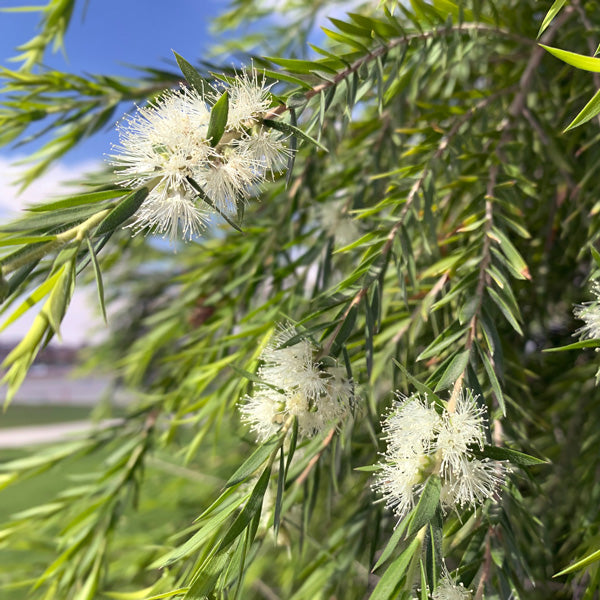 CALLISTEMON 'WILDERNESS WHITE'
