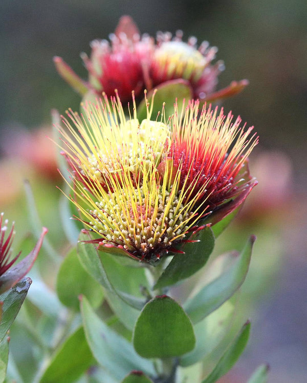 LEUCOSPERMUM OLEIFOLIUM CALYPSO RTM RED
