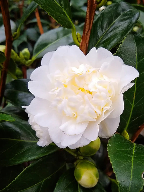 CAMELLIA SASANQUA SNOW