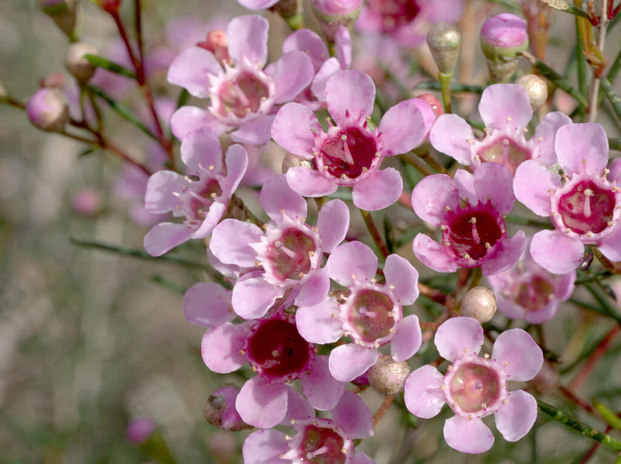 CHAMELAUCIUM 'LORRAINE' GERALDTON WAX