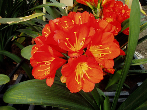 CLIVEA MINIATA BELGIAN (Orange) Sydney's Plant Market