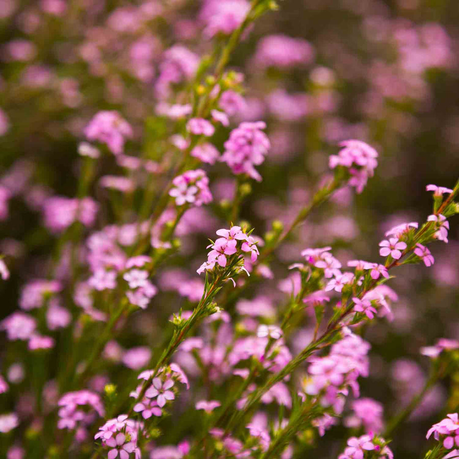 COLEONEMA PULCHRUM PINK