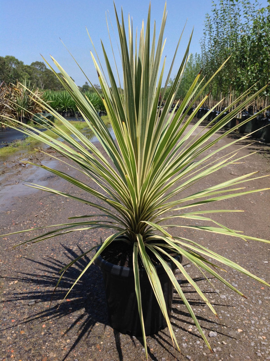 CORDYLINE - TORBAY DAZZLER - HOMEGROWN