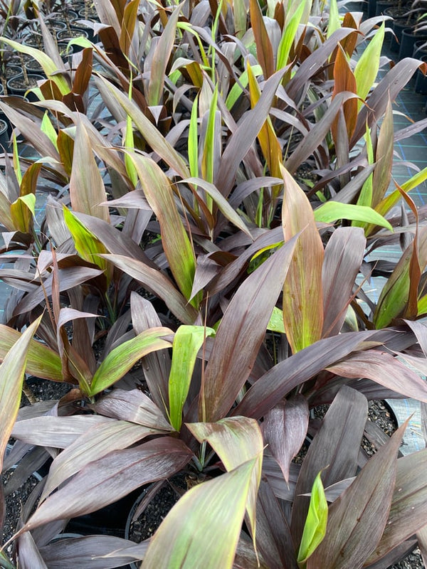 CORDYLINE FRUTICOSA 'NEGRA'