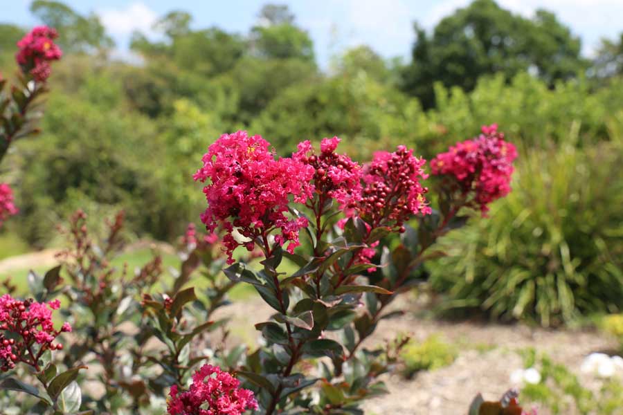 CREPE MYRTLE CANOPY