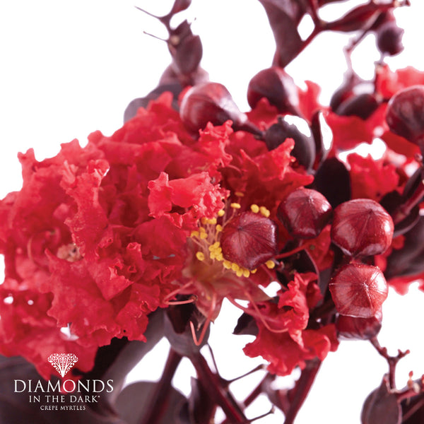 LAGERSTROEMIA DIAMONDS IN THE DARK 'CRIMSON RED'