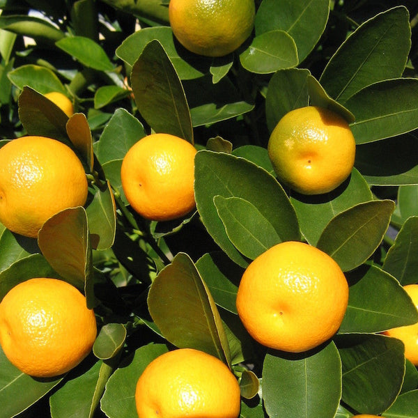 Cumquat Calamondin Sydney's Plant Market