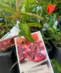 POMEGRANATE AZERBAIJANI Sydney's Plant Market