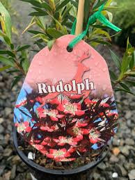 LEPTOSPERMUM RUDOLPH 140MM Sydney's Plant Market