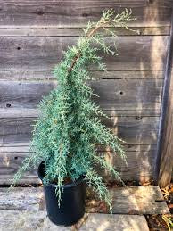 CUPRESSUS GLABRA BLUE ICE 200MM