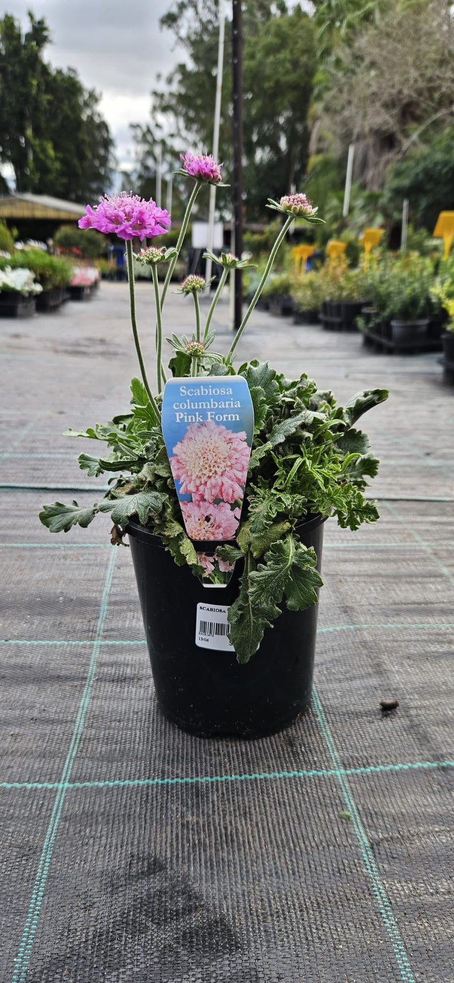 SCABIOSA PARADISE PINK 140MM Sydney's Plant Market