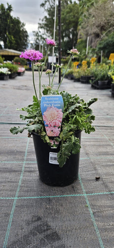 SCABIOSA PARADISE PINK 140MM Sydney's Plant Market