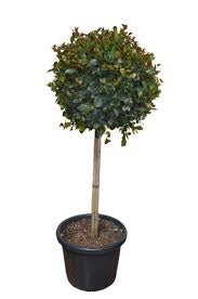 SYZYGIUM AUSTRALE RESILIENCE 250MM STANDARD Sydney's Plant Market