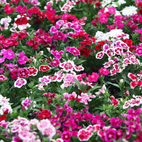 DIANTHUS CHINENSIS Sydney's Plant Market