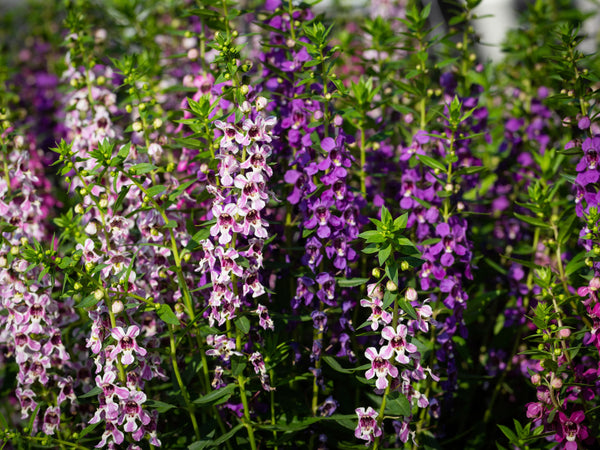 ANGELONIA MIX COLOURS