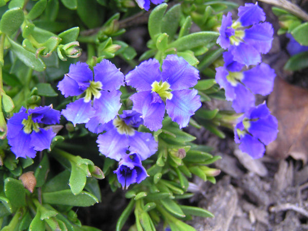 DAMPIERA DIVERSIFOLIA 'KANGAROO LOBELIA'