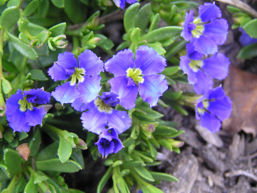DAMPIERA DIVERSIFOLIA 'KANGAROO LOBELIA'