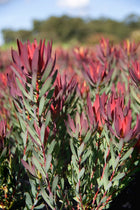 LEUCADENDRON SALIGNUM DEVILS BLUSH