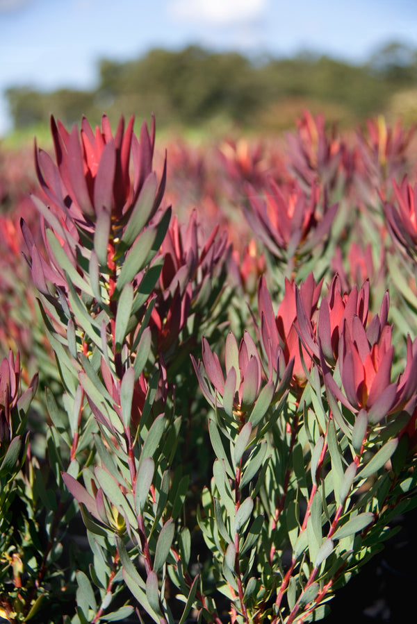 LEUCADENDRON SALIGNUM DEVILS BLUSH