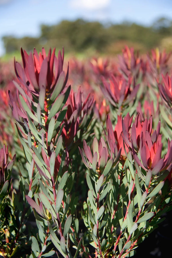 LEUCADENDRON SALIGNUM 'RED DEVIL'