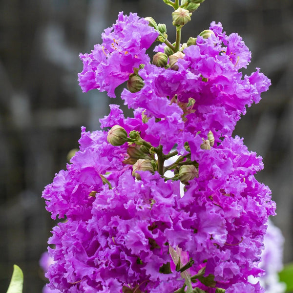 LAGERSTROEMIA DANCING IN THE DARK 'MYSTIC MAGENTA'