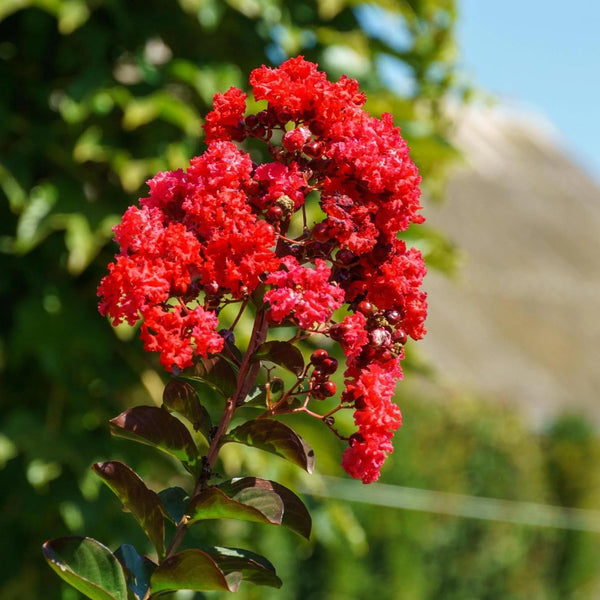 LAGERSTROEMIA DANCING IN THE DARK 'RED HOT'