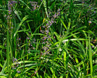 DIANELLA CAERULEA