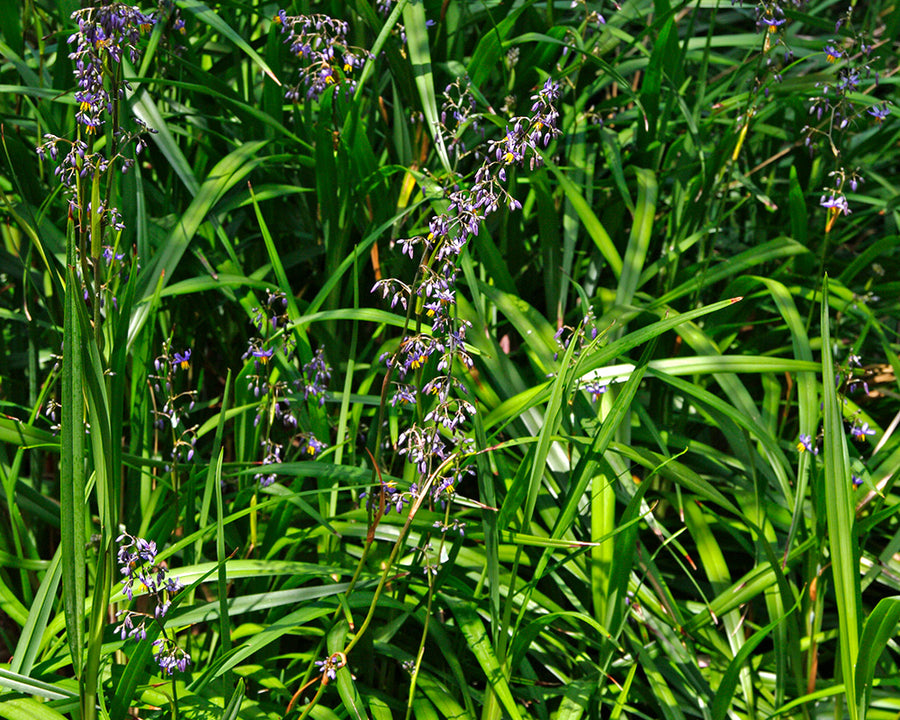 DIANELLA CAERULEA